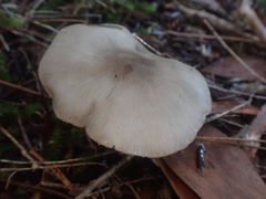 Entoloma baronii