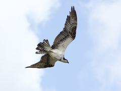 Pandion haliaetus