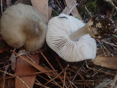 Entoloma baronii