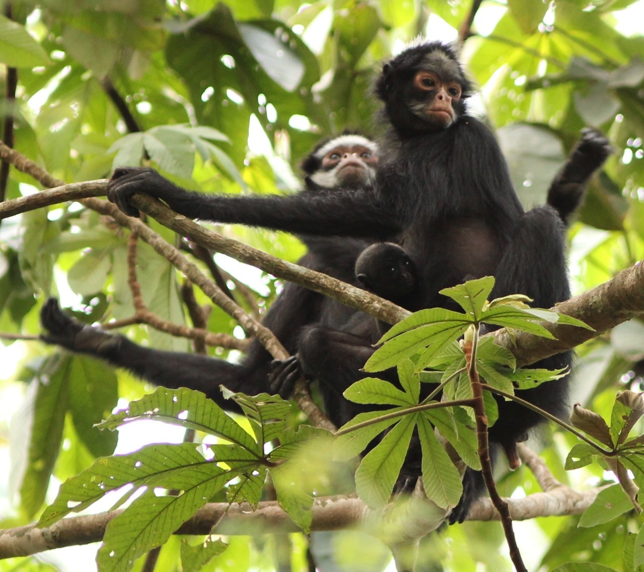 Macaco-aranha variegado imagem de stock. Imagem de rabugento