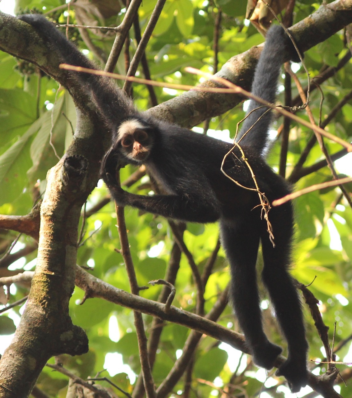 MACACO ARANHA DE TESTA BRANCA (WHITE-CHEEKED SPIDER MONKEY-ING