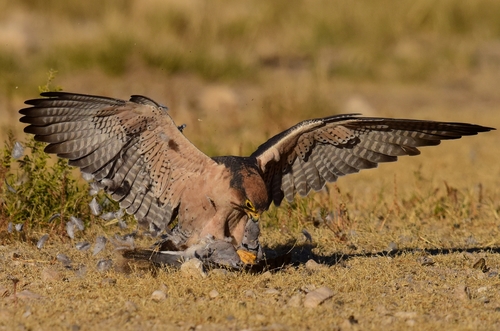 Lanner Falcon