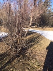 Caragana arborescens