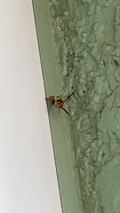 Mischocyttarus mexicanus