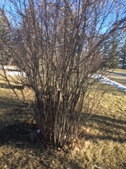 Caragana arborescens