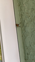 Mischocyttarus mexicanus