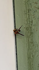 Mischocyttarus mexicanus