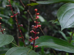 Miconia nervosa
