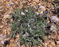 Erigeron vetensis