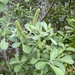 Salix hookeriana - Photo (c) Dee Warenycia, μερικά δικαιώματα διατηρούνται (CC BY-NC), uploaded by Dee Warenycia