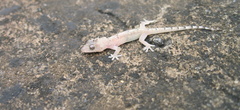 Hemidactylus