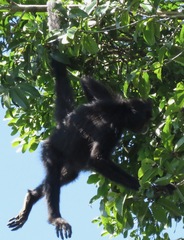 Ateles marginatus
