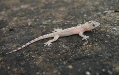 Hemidactylus