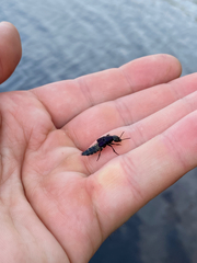 Platydracus violaceus