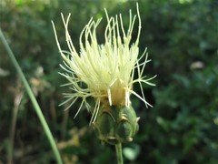 Rhaponticoides africana