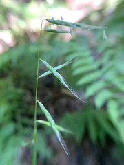Pleuropogon refractus