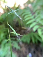 Pleuropogon refractus