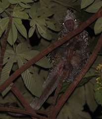 Coendou longicaudatus
