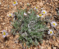 Erigeron vetensis