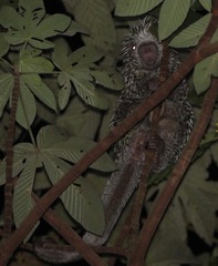 Coendou longicaudatus