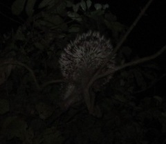 Coendou longicaudatus