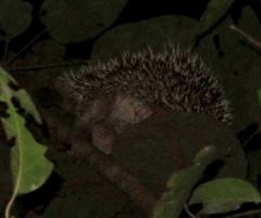Coendou longicaudatus
