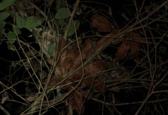 Coendou longicaudatus