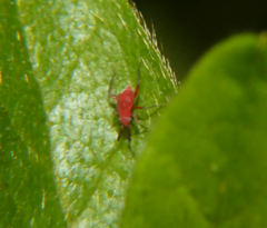 Coccobaphes frontifer