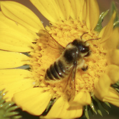 Megachile perihirta