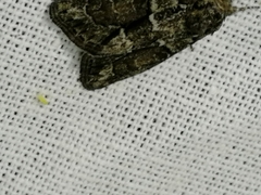 Cryphia fraudatricula