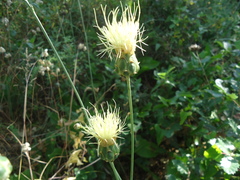 Rhaponticoides africana