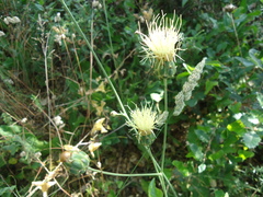 Rhaponticoides africana