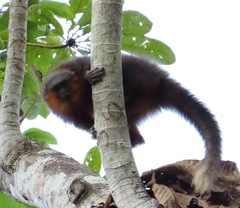 Plecturocebus moloch