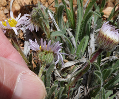 Erigeron vetensis