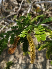 Piptadenia obliqua