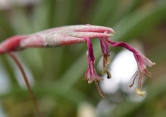 Tillandsia butzii