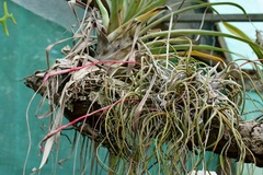 Tillandsia butzii