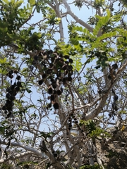 Piptadenia obliqua