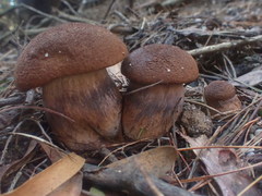 Tylopilus brunneus