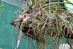 Tillandsia butzii