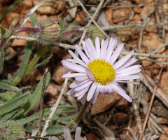 Erigeron vetensis