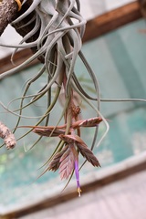 Tillandsia seleriana
