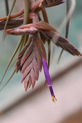 Tillandsia seleriana