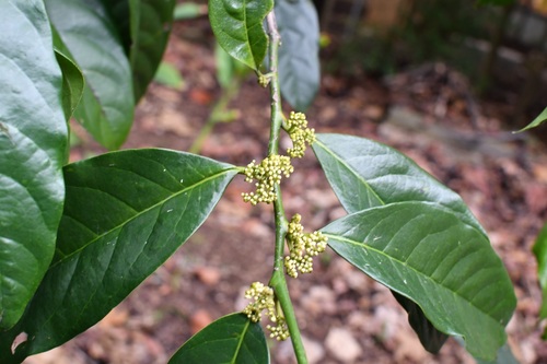 Oecopetalum mexicanum, photograph 5