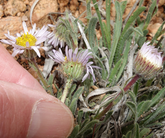 Erigeron vetensis