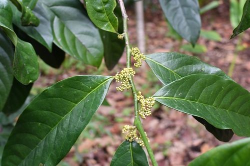 Oecopetalum mexicanum (Oecopetalum mexicanum)