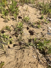 Juncus falcatus