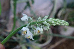 Calanthe calanthoides