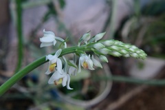 Calanthe calanthoides