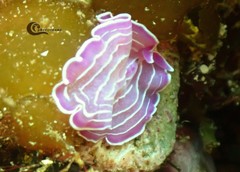 Prostheceraeus roseus